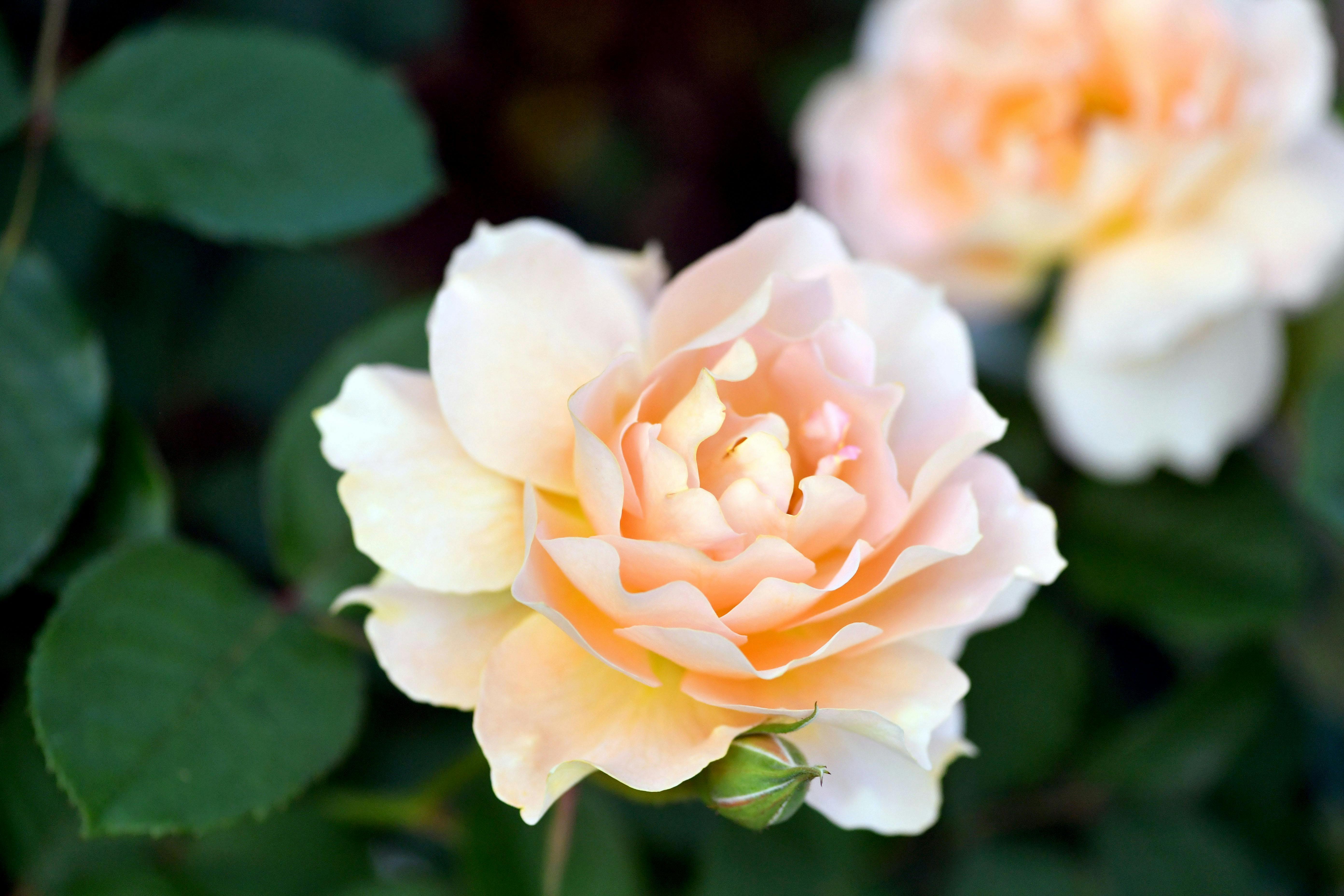 Pexels chente8888 31322729